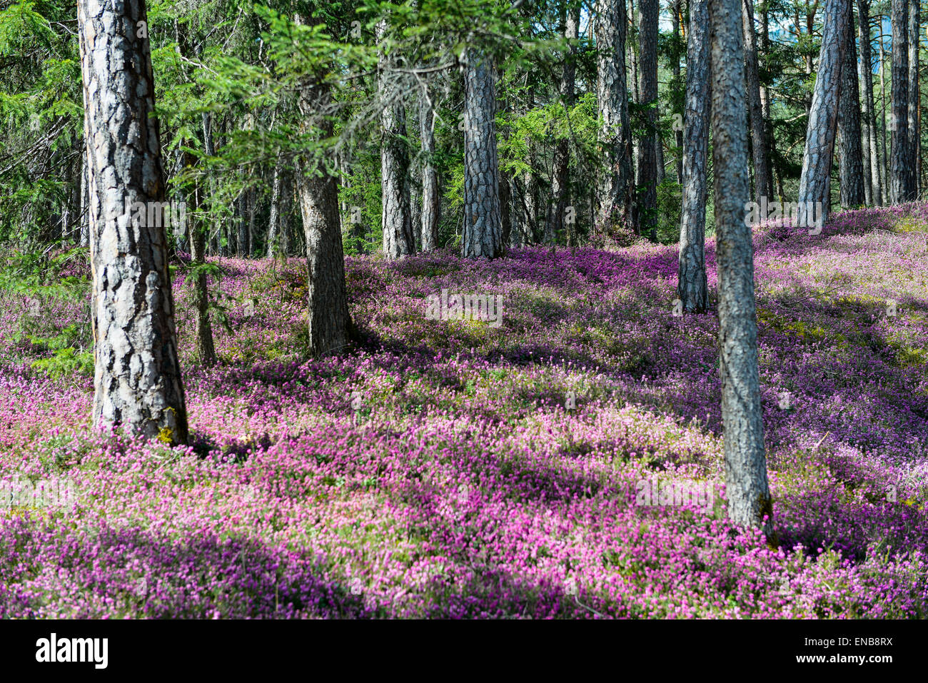 Molla di fioritura e brughiere (Erica carnea) in una foresta, Tirolo, Austria Foto Stock