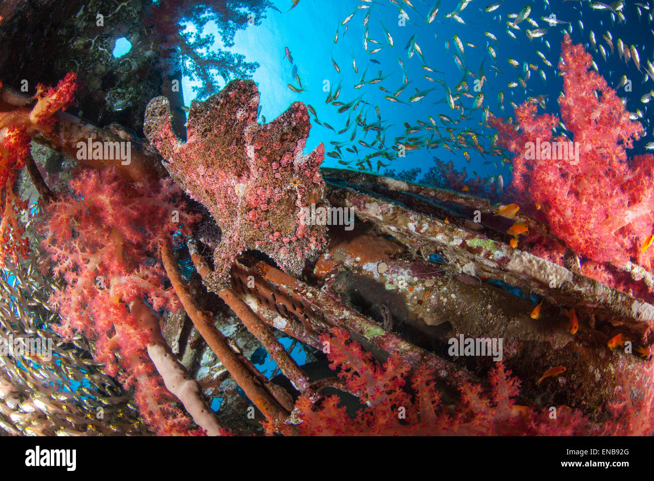 Rana pescatrice su Soft Coral. Relitto Satil Eilat Foto Stock