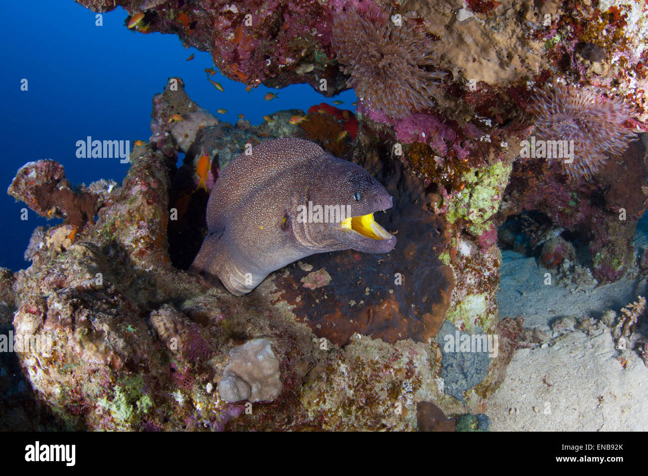 Bocca giallo murene Foto Stock