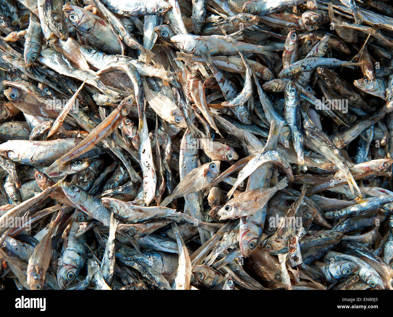 Close up dettaglio dei lotti di piccolissime essiccati Pesci argenteo spiaggia Ngapali Myanmar Foto Stock