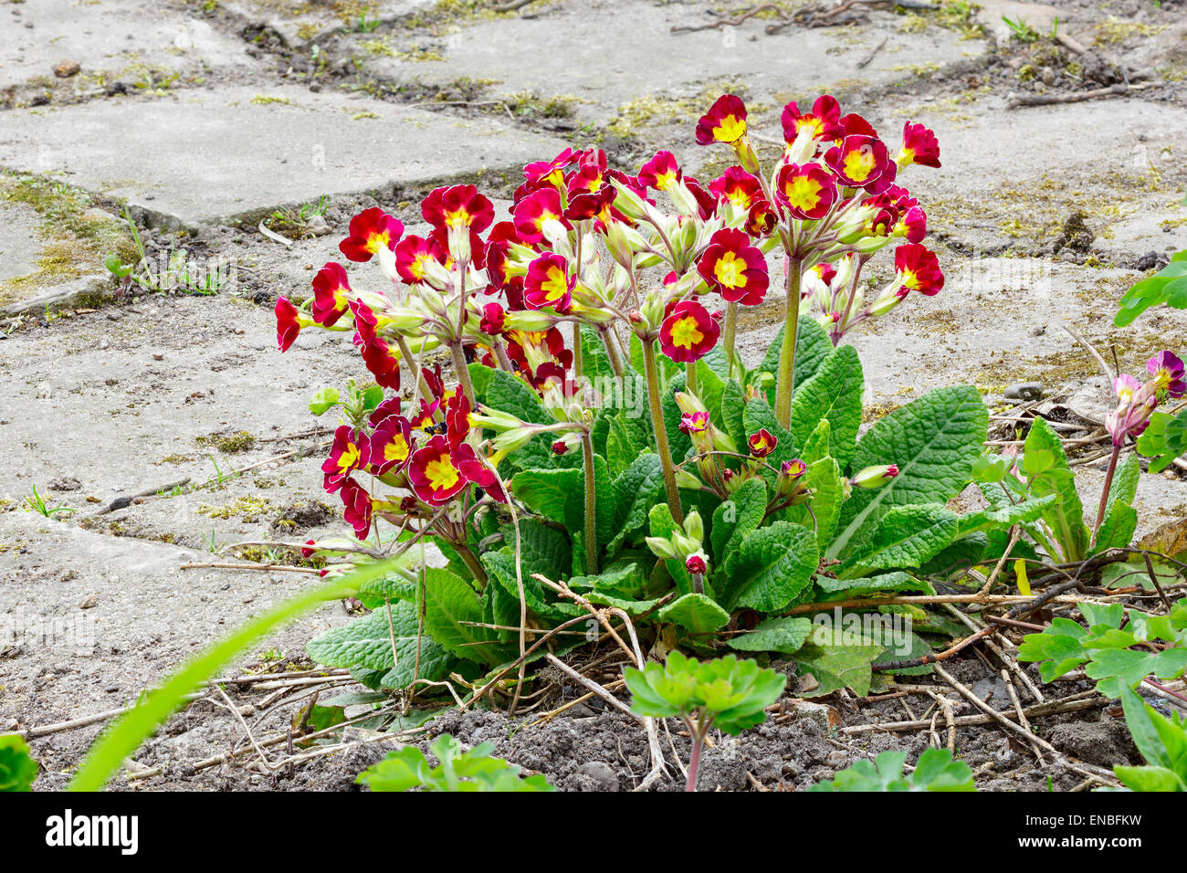 Strada di pietra fiore di Pentecoste Foto Stock Strada di pietra fiore di Pentecoste Foto Stock
