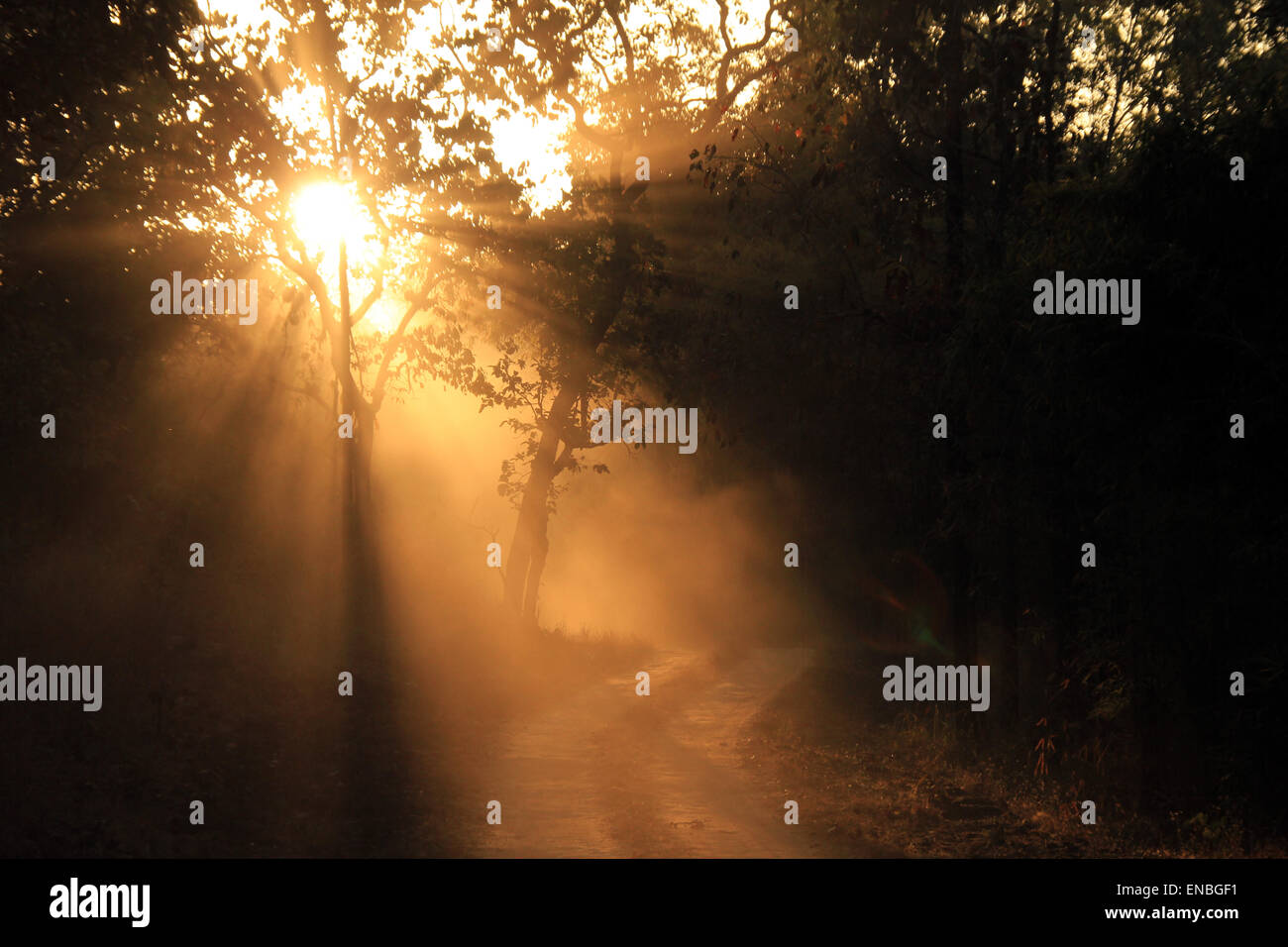 Raggi di sole rottura attraverso la foresta alla mattina presto Game Drive nel Parco Nazionale di Kanha, Madhya Pradesh, India Foto Stock