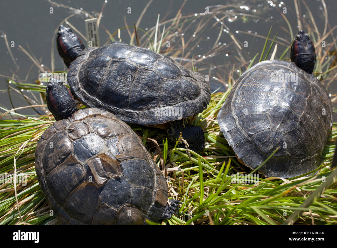Rosso-eared slider Trachemys scripta elegans nel giardino botanico stagno Foto Stock