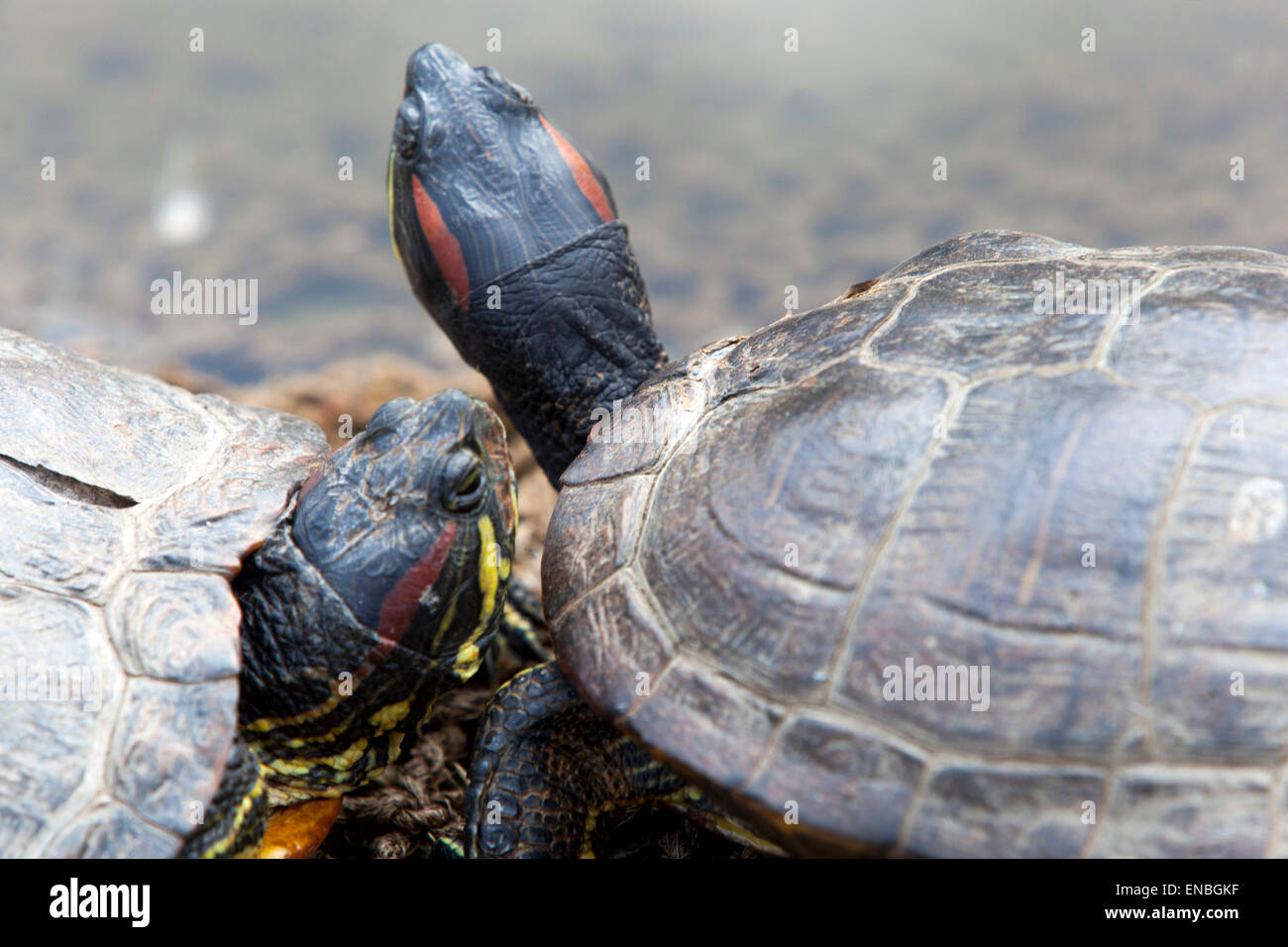 Rosso-eared slider Trachemys scripta elegans Foto Stock