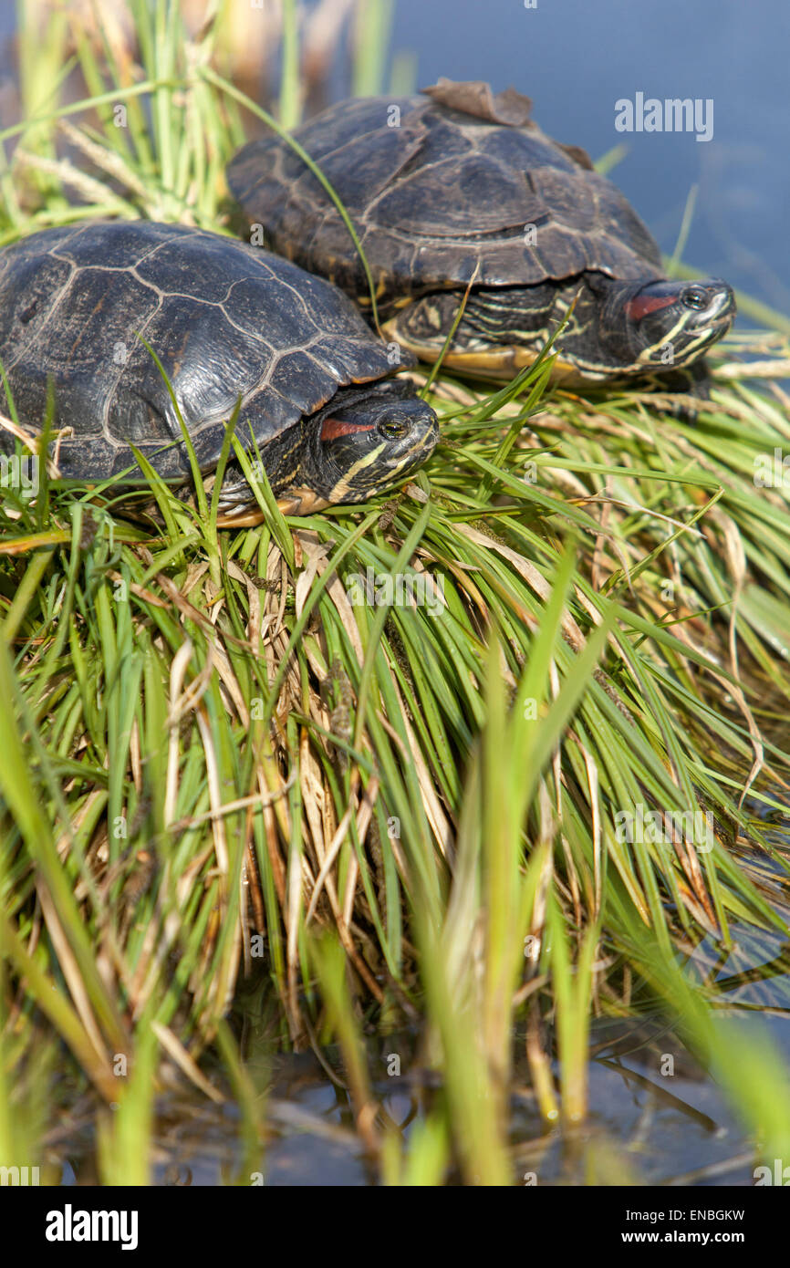 Rosso-eared slider Trachemys scripta elegans nel giardino botanico stagno Foto Stock
