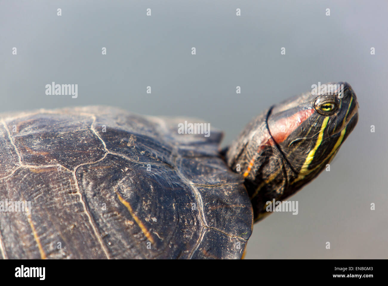 Cursore con orecchie rosse, Trachemys Scripta elegans Basking Foto Stock