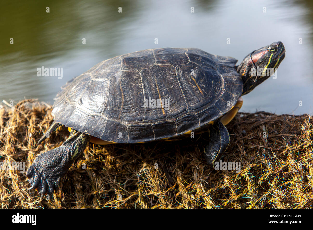 Cursore dalle orecchie rosse, Trachemys scripta elegans, che si crogiola Foto Stock