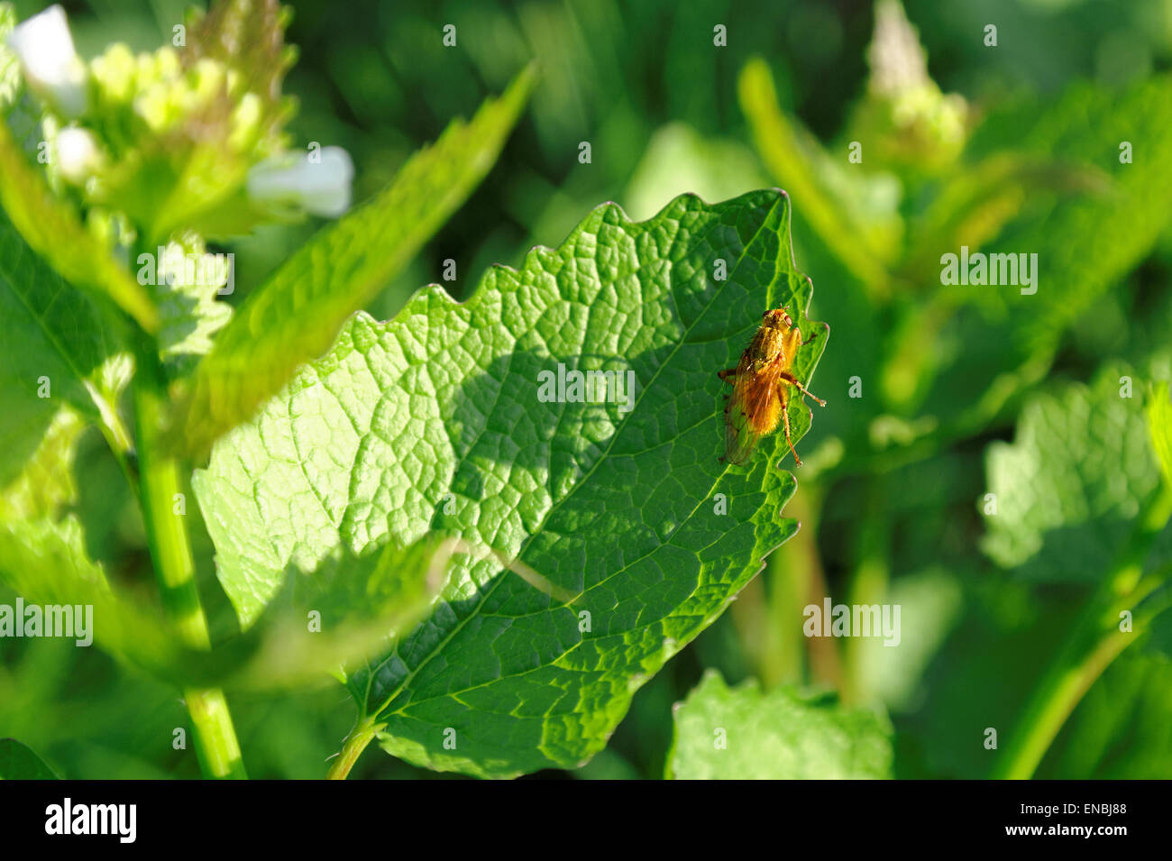 Insetto arancione sulla foglia verde Foto Stock