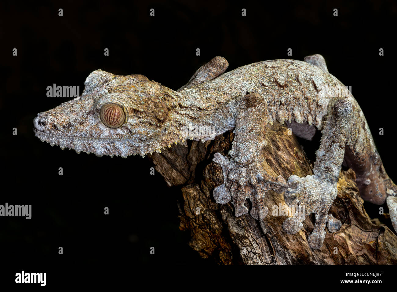 Foglie giganti-coda di geco marozevo, madagascar Foto Stock