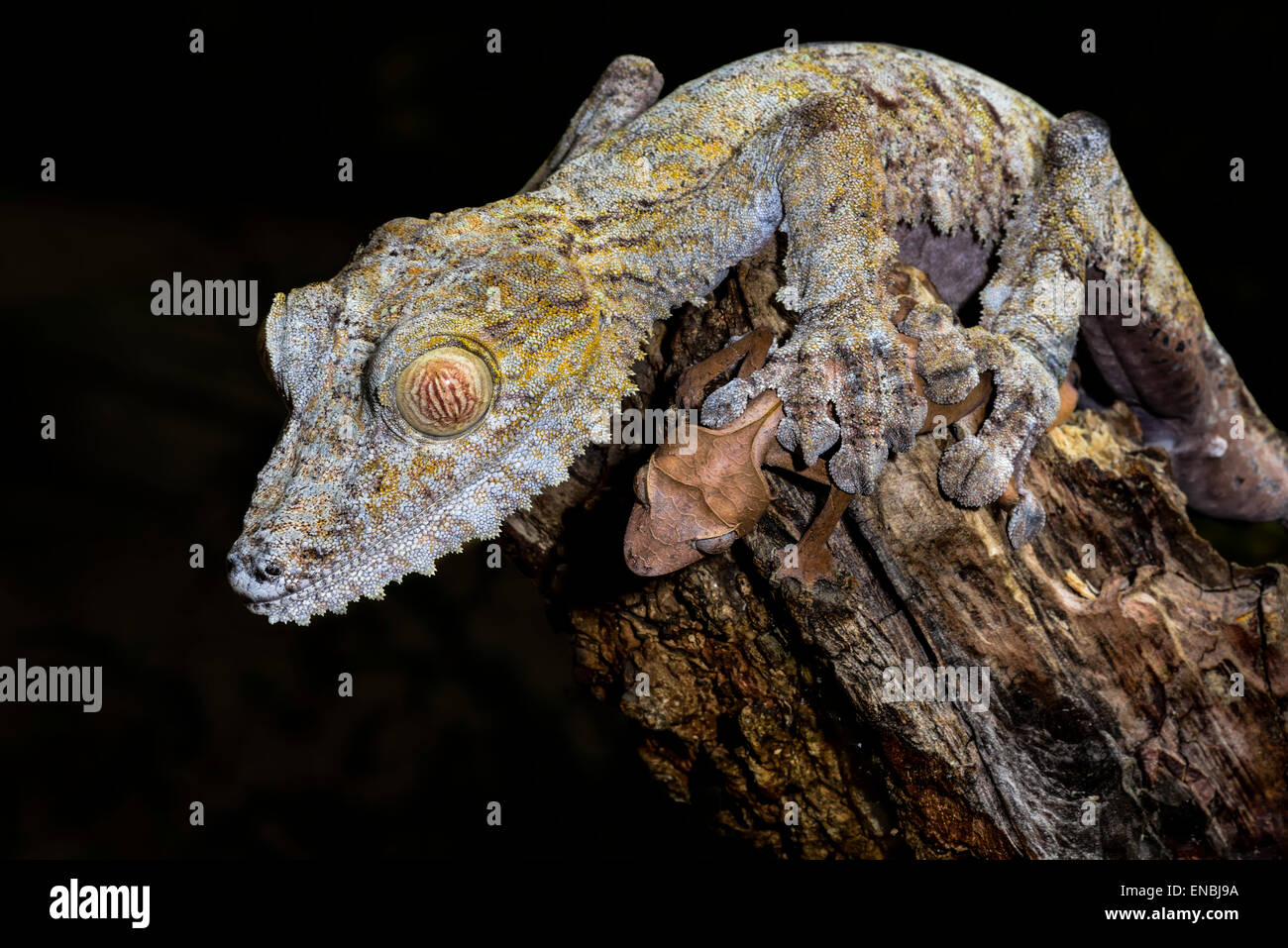 Foglie giganti-coda di geco marozevo, madagascar Foto Stock