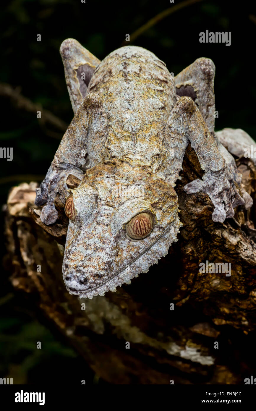 Foglie giganti-coda di geco marozevo, madagascar Foto Stock