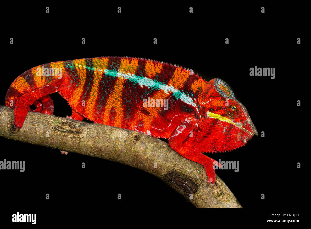 Panther chameleon, marozevo, madagascar Foto Stock