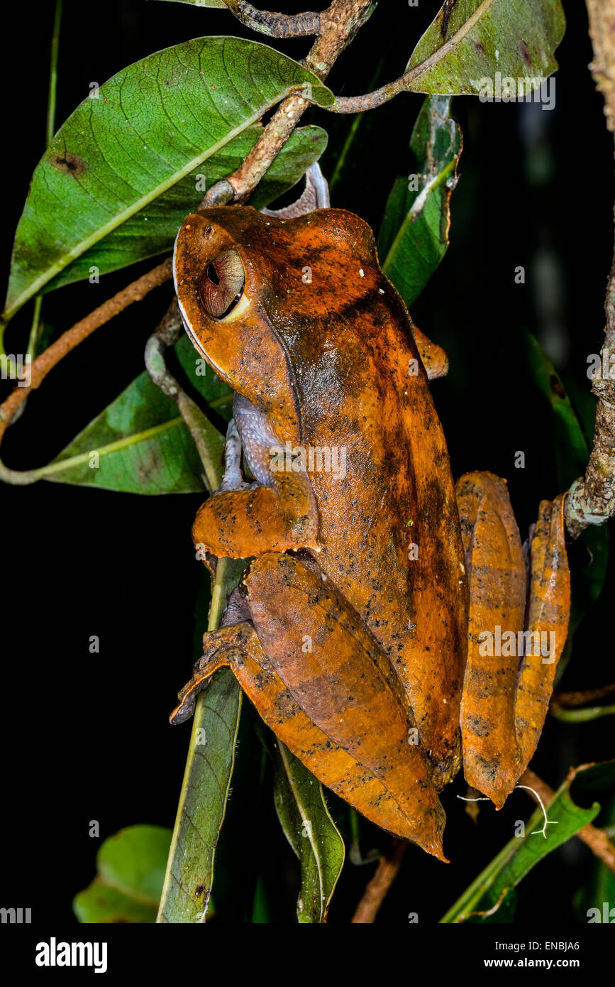 Boophis madagascariensis, andasibe, madagascar Foto Stock