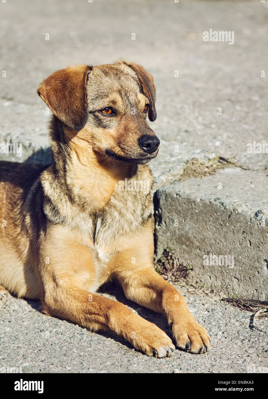 Lonely mongrel cane con occhi tristi è la posa e in attesa che qualcuno su all'aperto Foto Stock