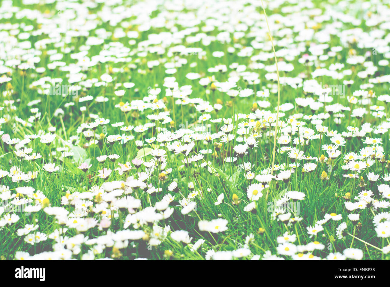 Un sacco di piccoli fiori bianchi che fiorisce in erba Foto Stock