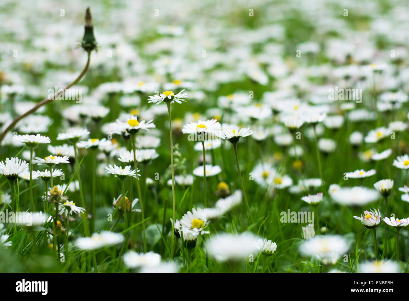 Un sacco di piccoli fiori bianchi che fiorisce in erba Foto Stock