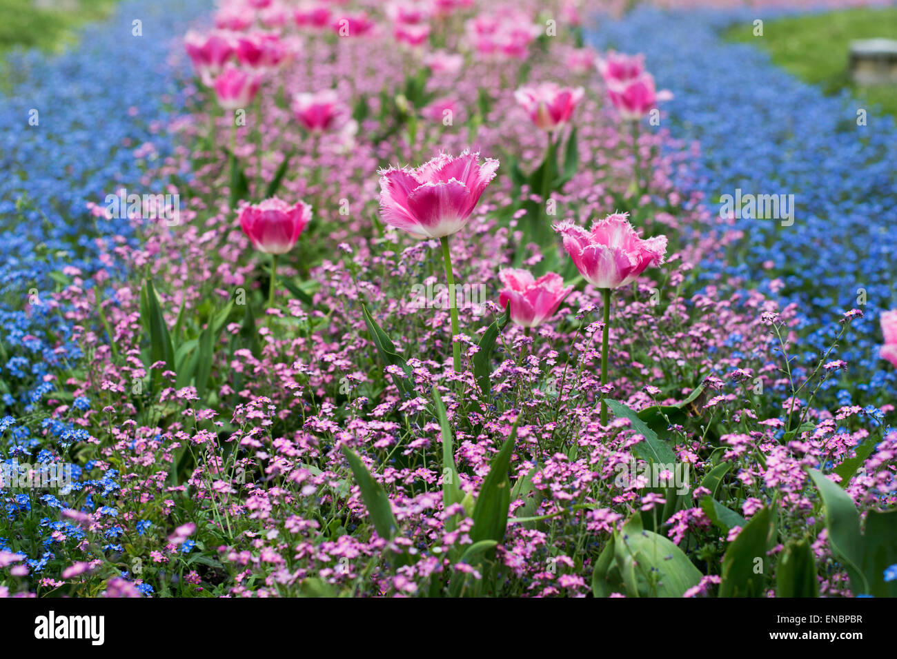 Un sacco di tulipani rosa e blu di minuscoli fiori che sbocciano in erba Foto Stock