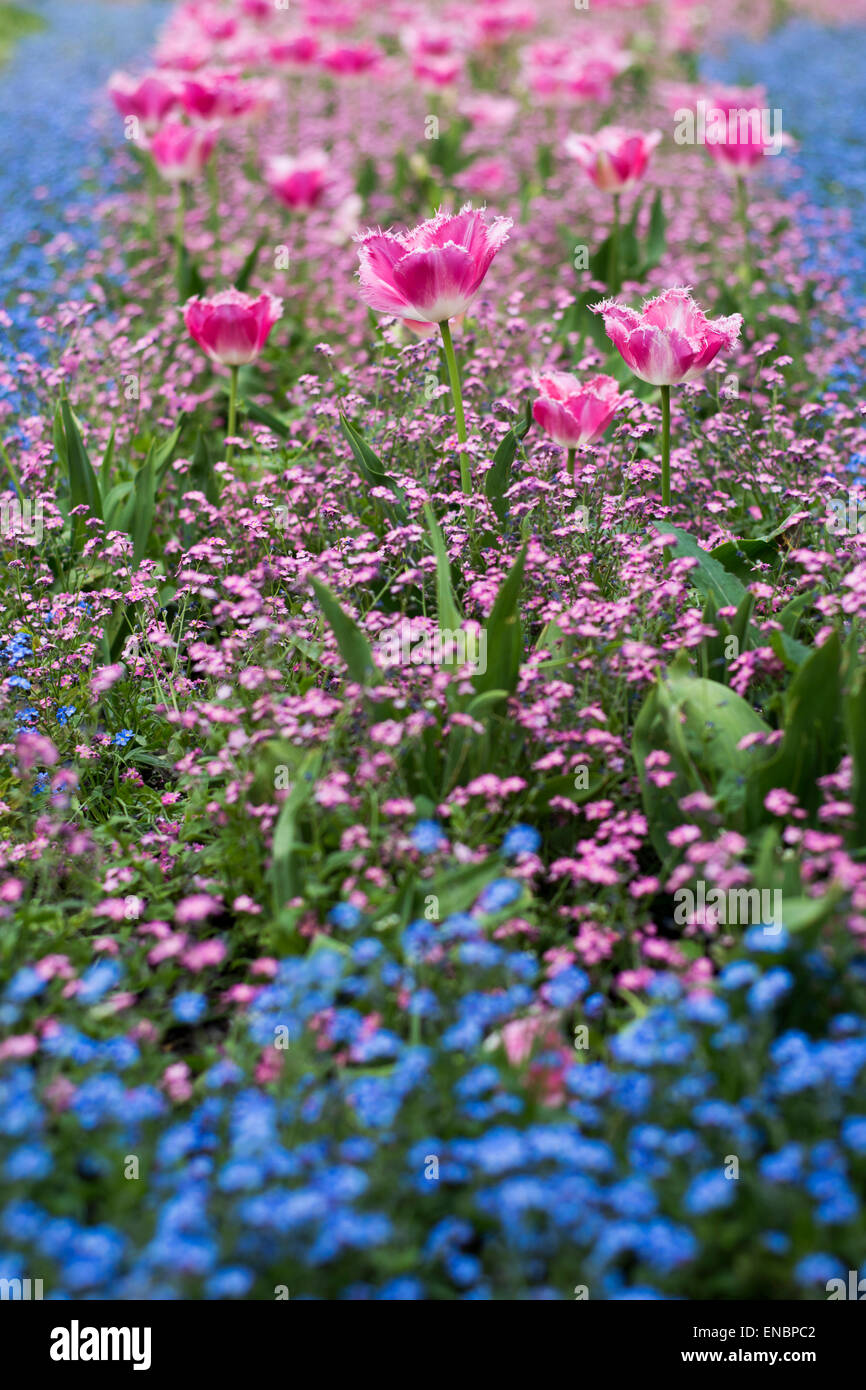 Un sacco di tulipani rosa e blu di minuscoli fiori che sbocciano in erba Foto Stock