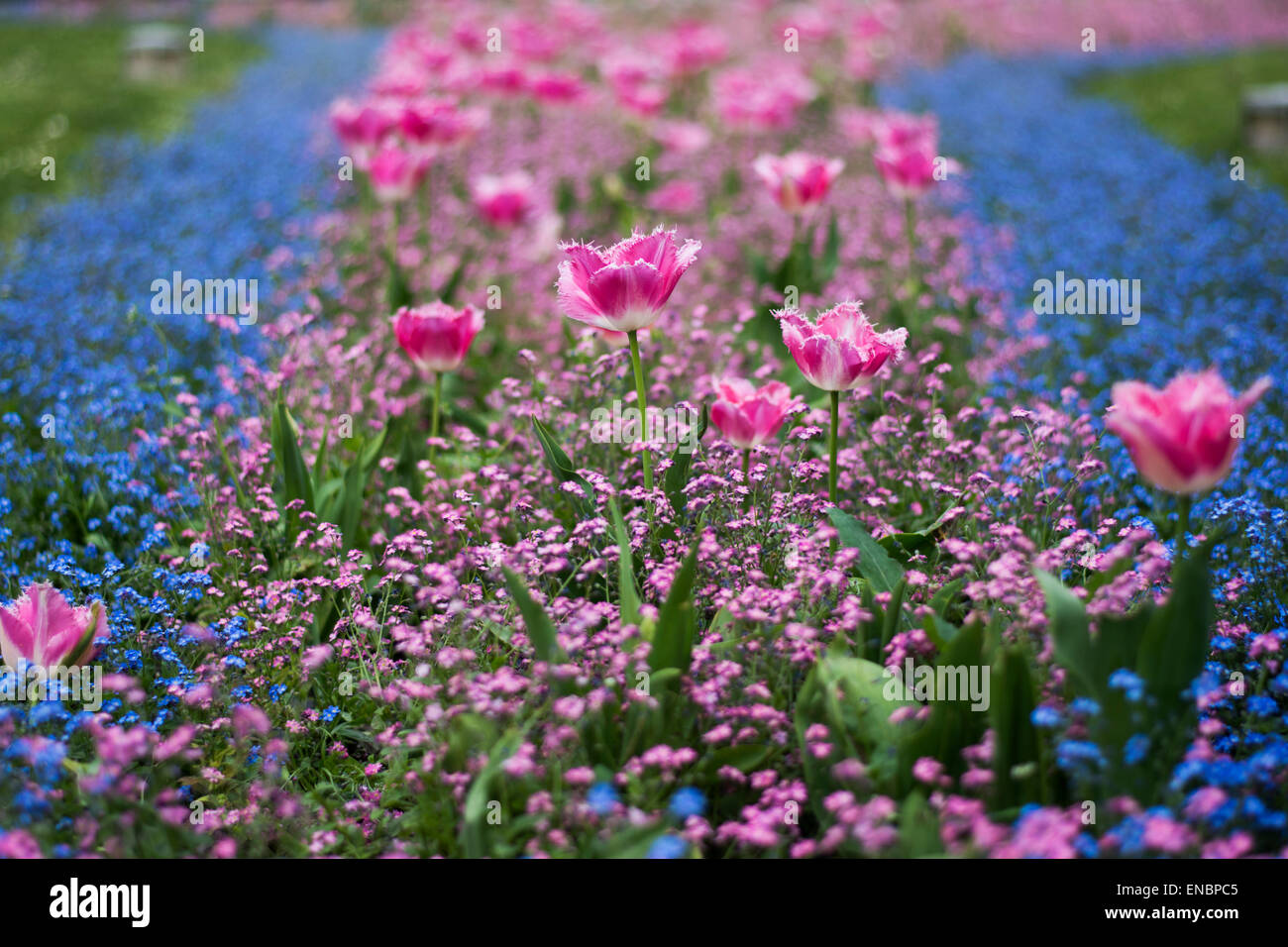 Un sacco di tulipani rosa e blu di minuscoli fiori che sbocciano in erba Foto Stock