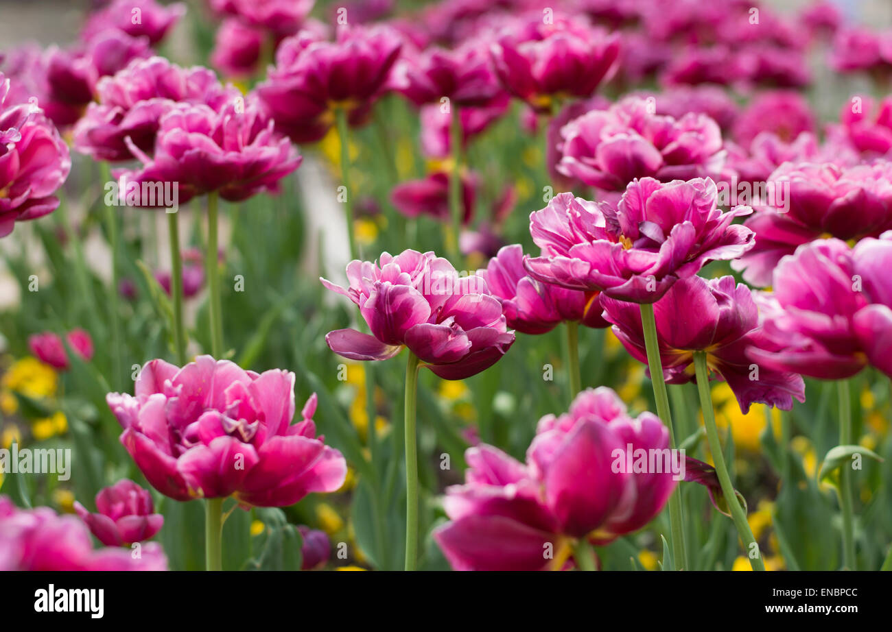 Un sacco di rose tulipani blooming in erba Foto Stock