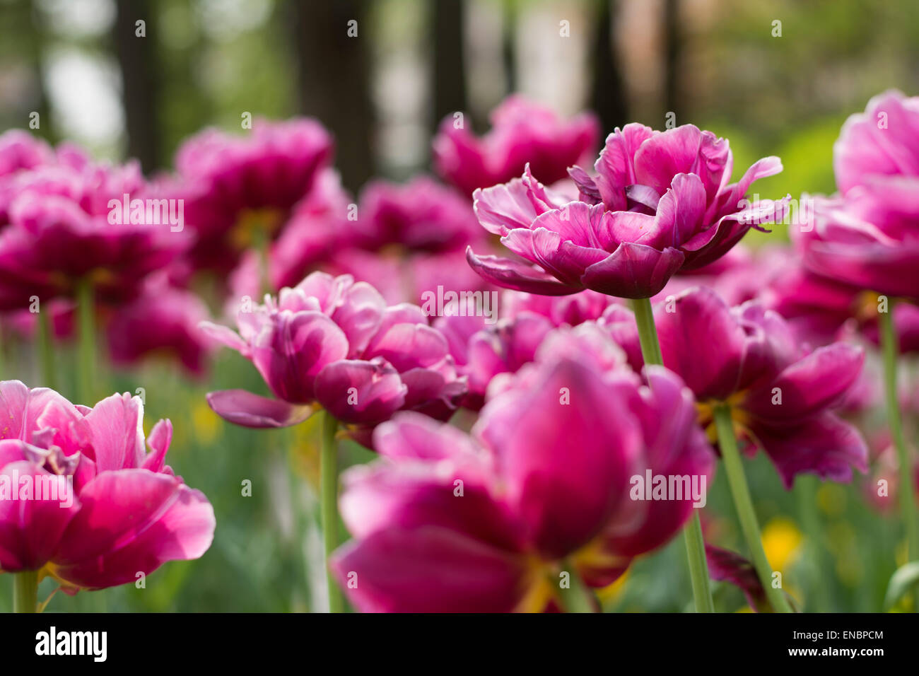 Un sacco di rose tulipani blooming in erba Foto Stock