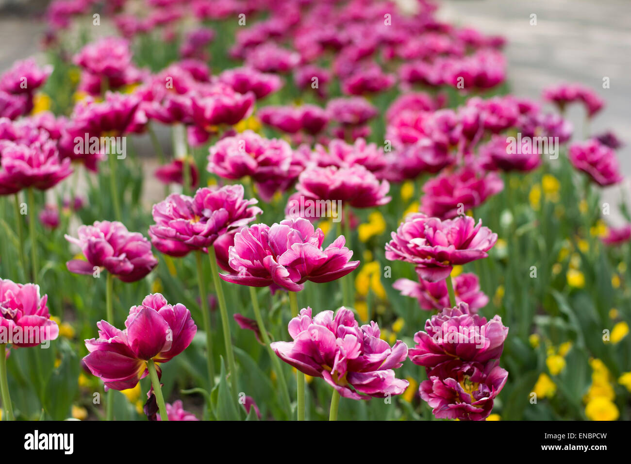 Un sacco di rose tulipani blooming in erba Foto Stock