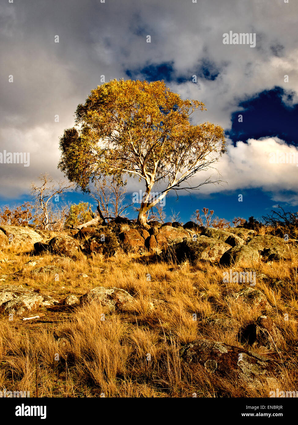 Australia: montagne innevate, Nuovo Galles del Sud Foto Stock