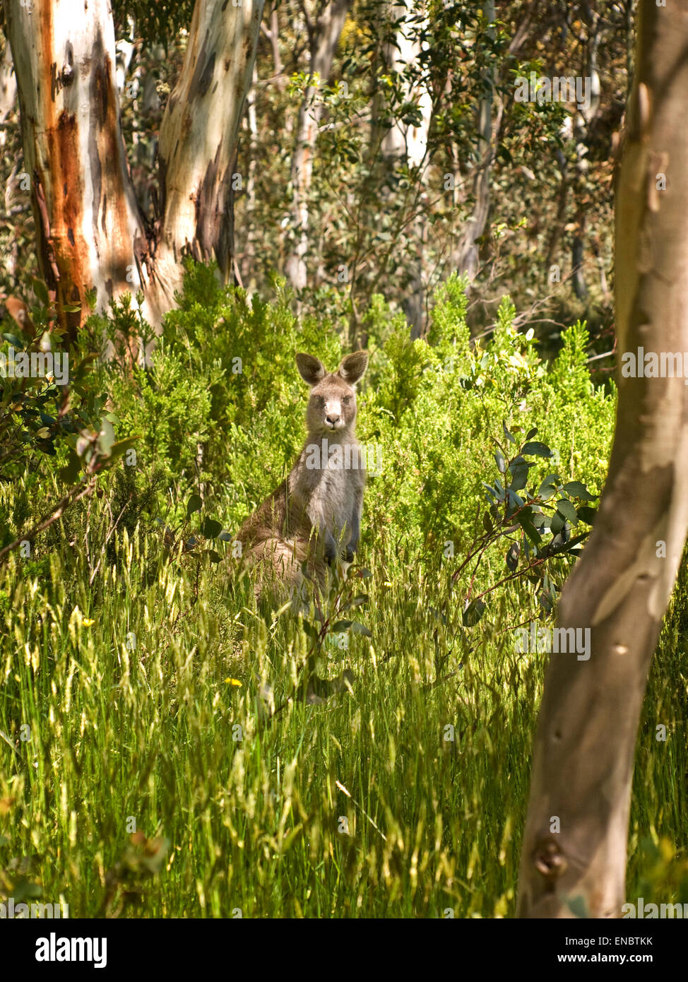 Australia: Orientale canguro grigio (Macropus giganteus) nella boccola, montagne innevate, NSW Foto Stock