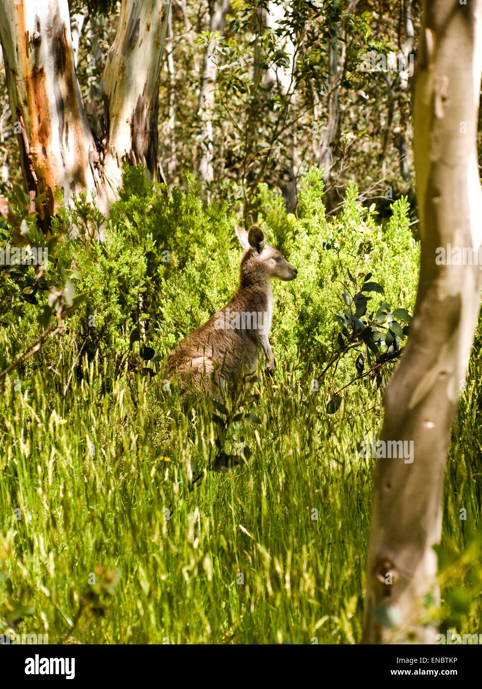 Australia: Orientale canguro grigio (Macropus giganteus) nella boccola, montagne innevate, NSW Foto Stock