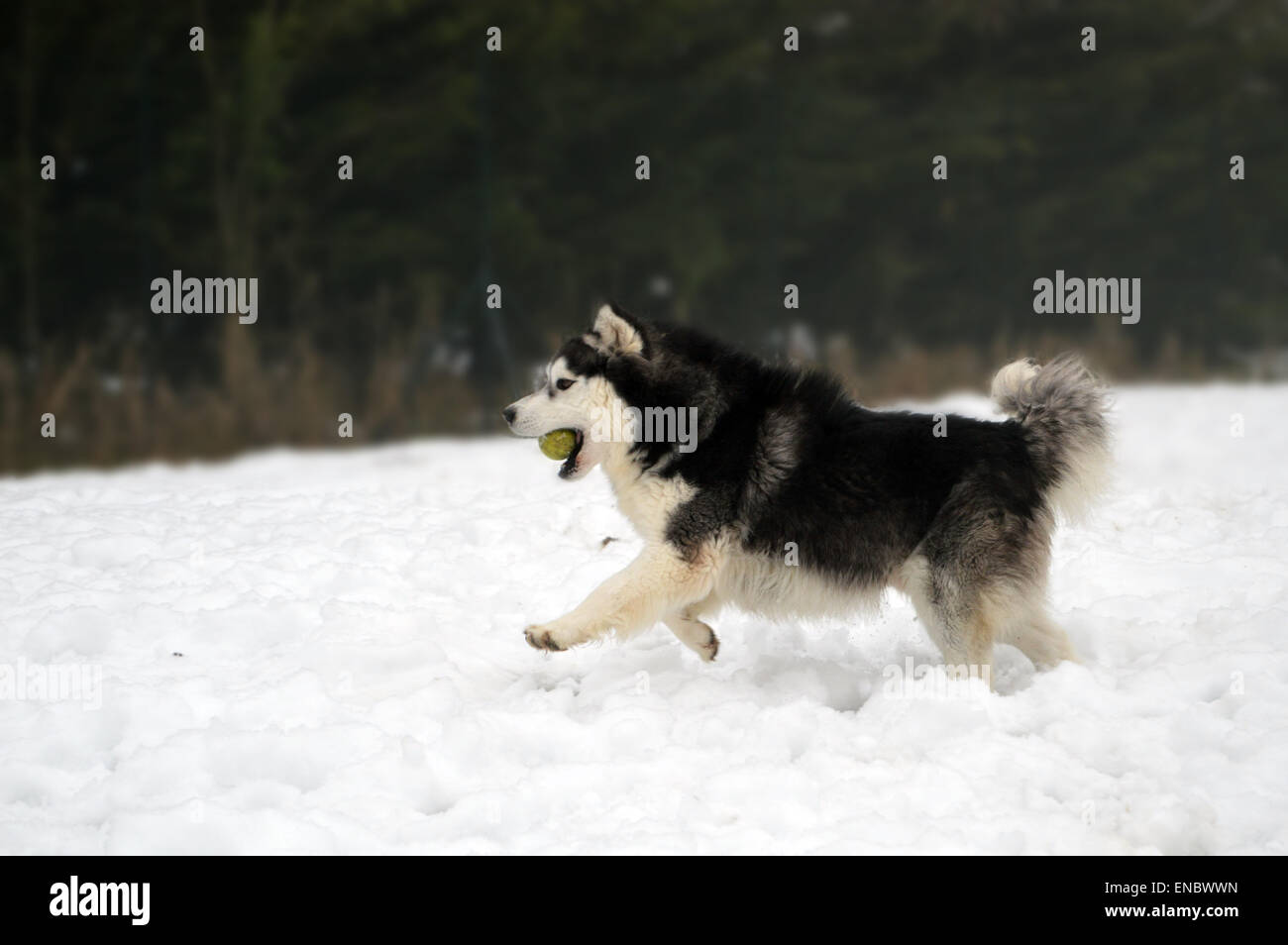 Husky siberiano sulla neve che corre con la palla in bocca Foto Stock