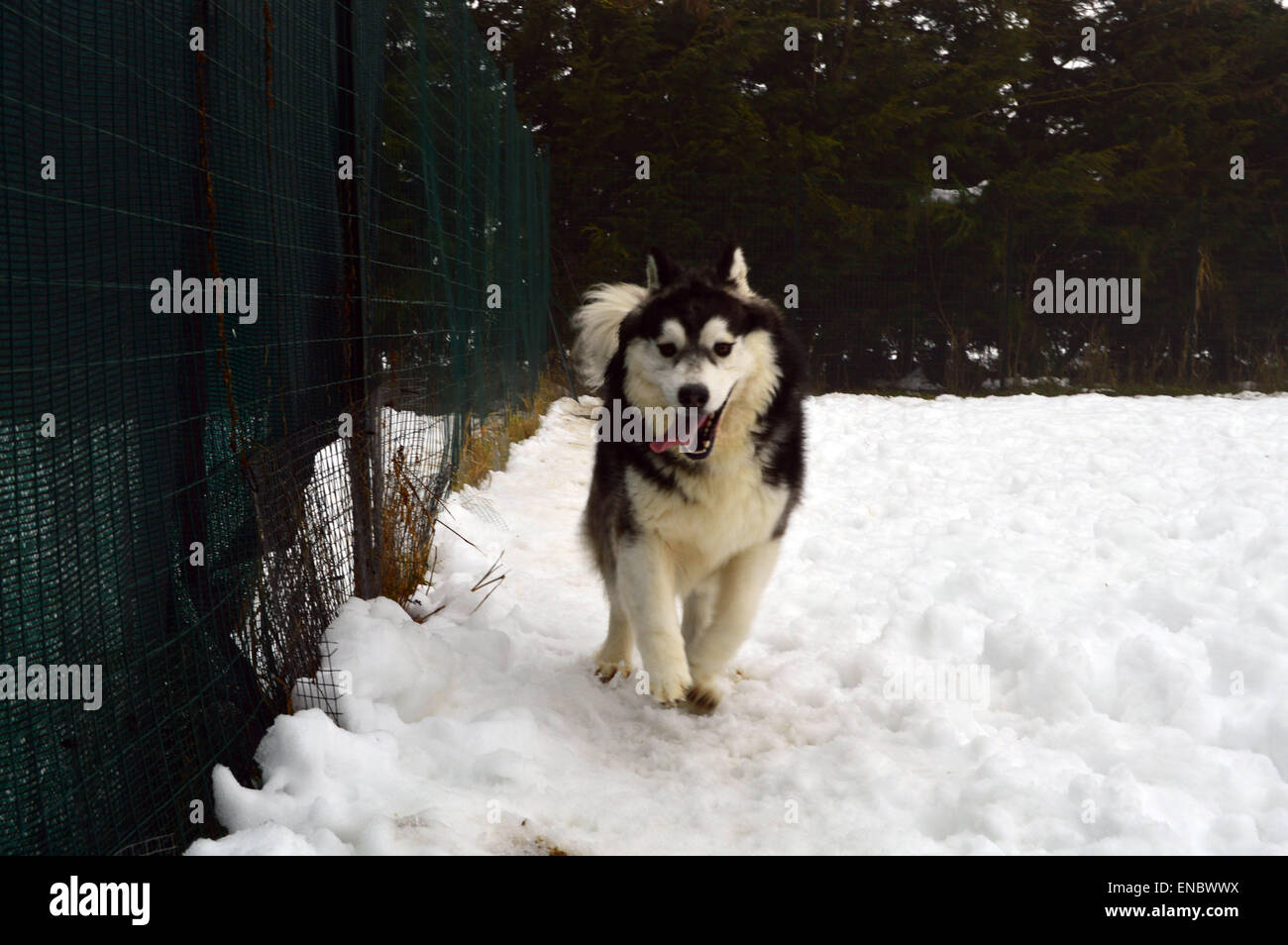 Husky siberiano nella neve che scorre verso la telecamera Foto Stock