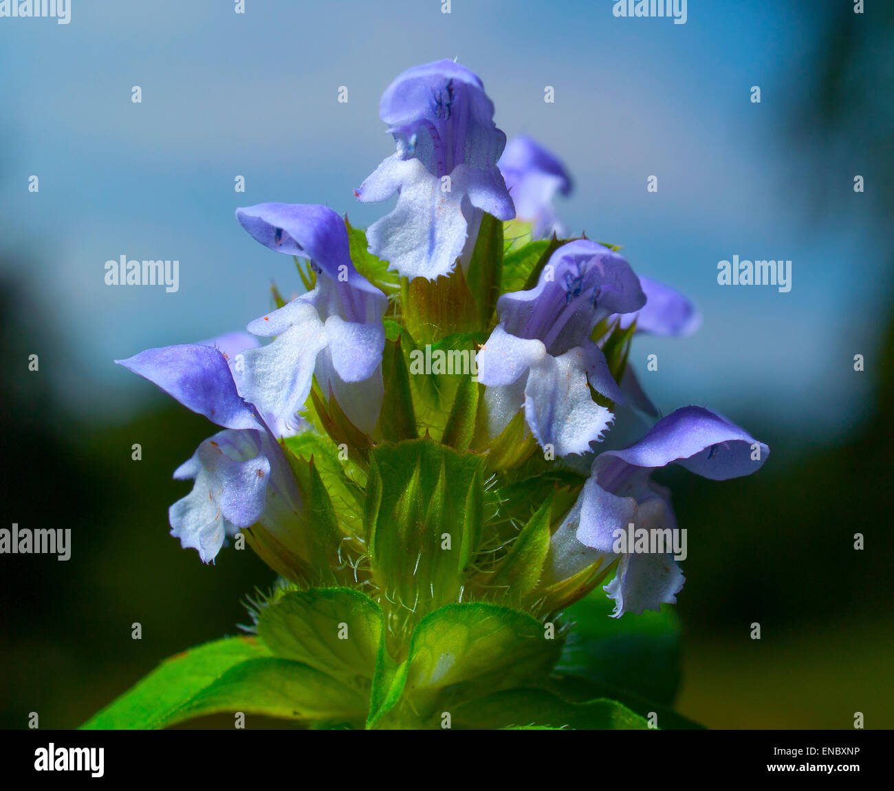 La pianta morta fiori di ortica(Lamium).macro. Foto Stock