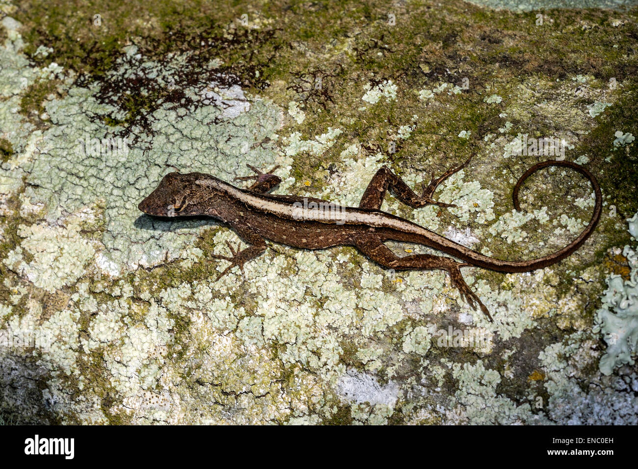 Anolis sagrei, anole marrone Foto Stock