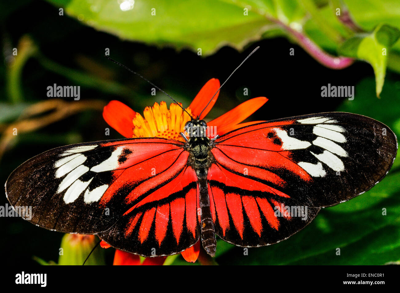 Portalettere, heliconius melpomene : Madeira Foto Stock