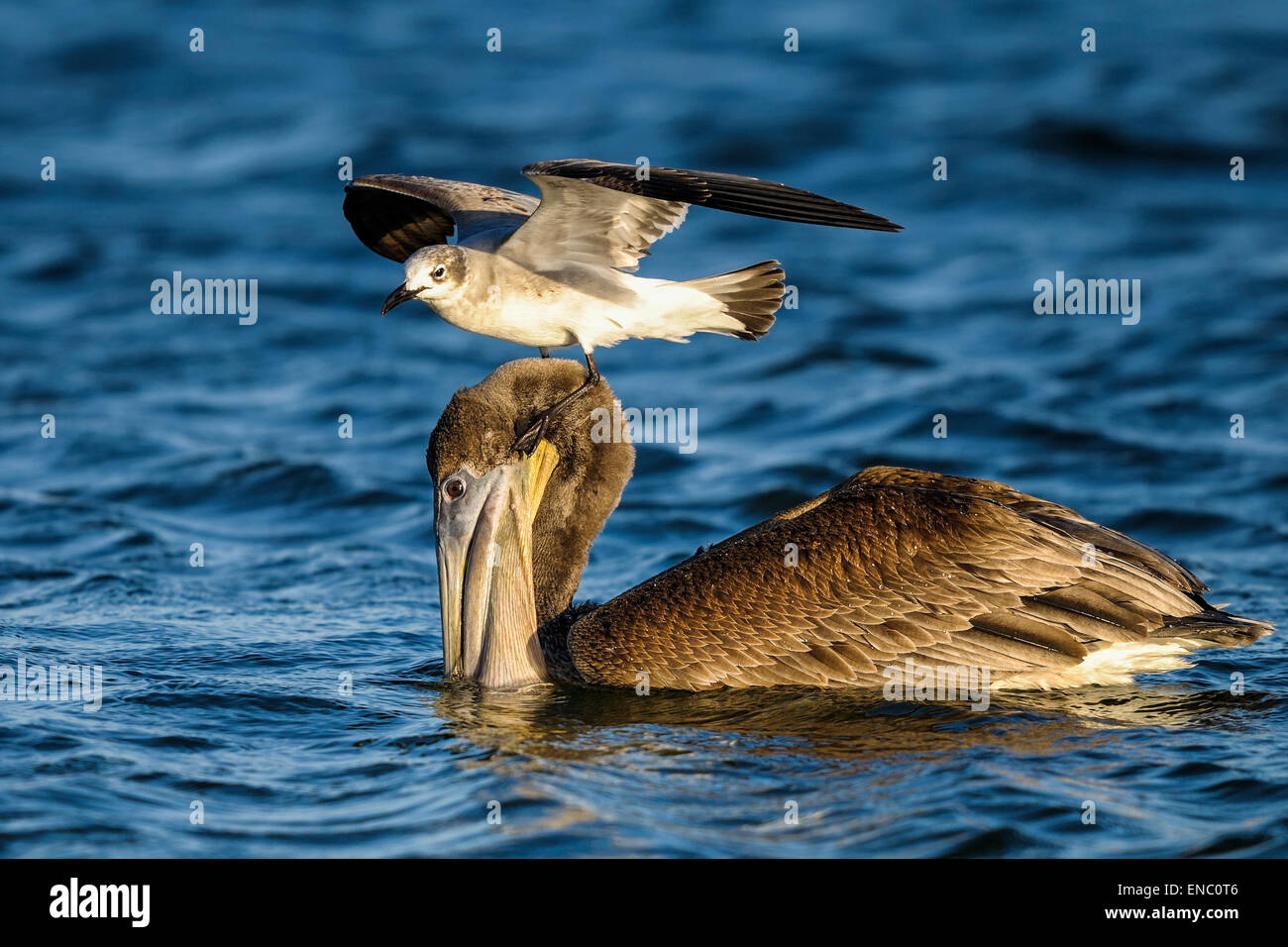 Brown pelican, Pelecanus occidentalis Foto Stock