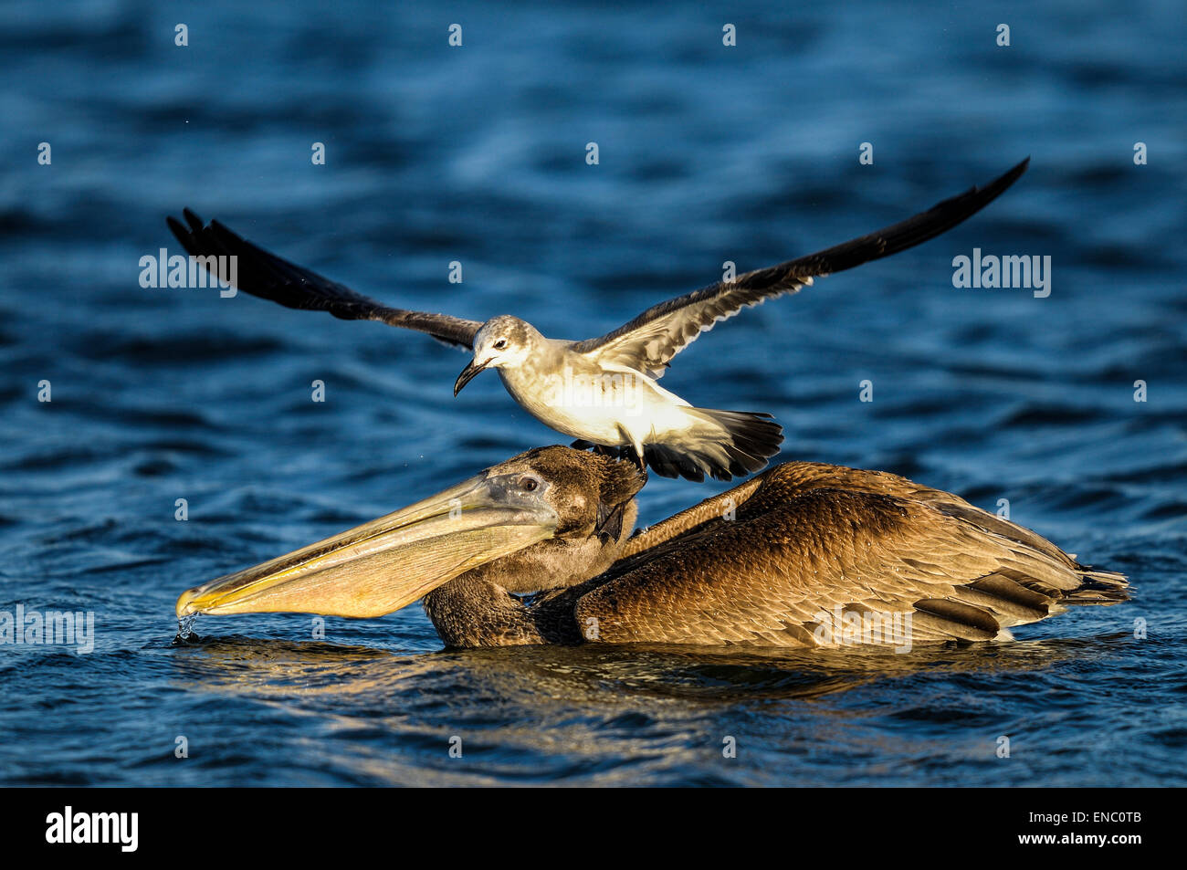 Brown pelican, Pelecanus occidentalis Foto Stock