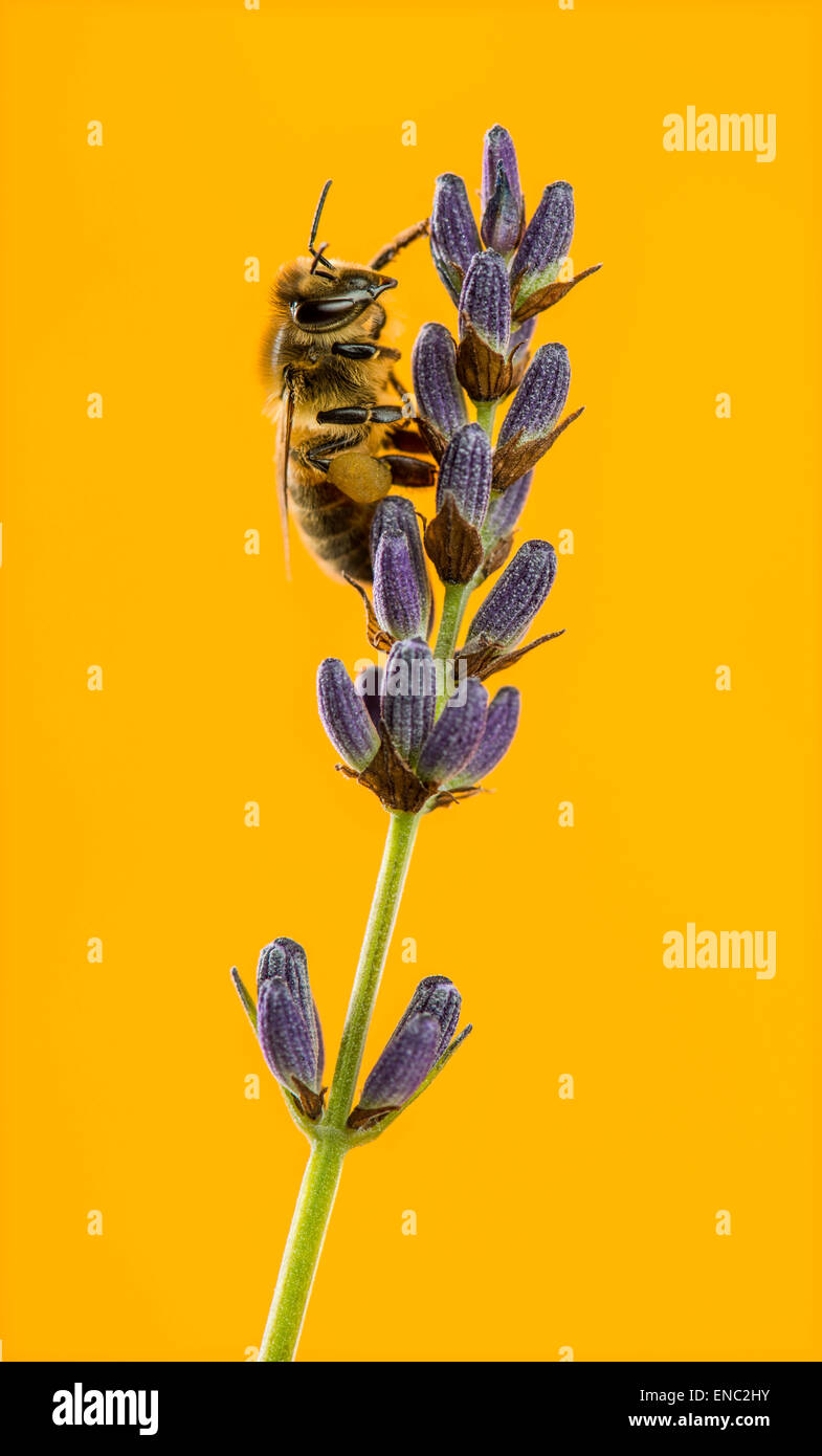 Il miele delle api, Apis mellifera, rovistando sulla lavanda davanti a uno sfondo arancione Foto Stock