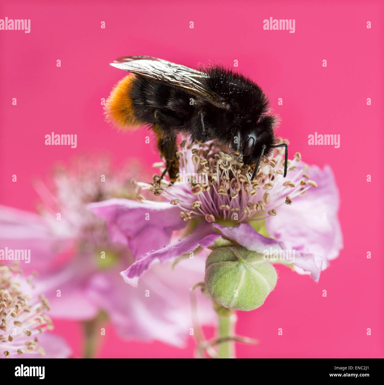 Red-tailed bumblebee, Bombus lapidarius, rovistando su un fiore di fronte a uno sfondo rosa Foto Stock
