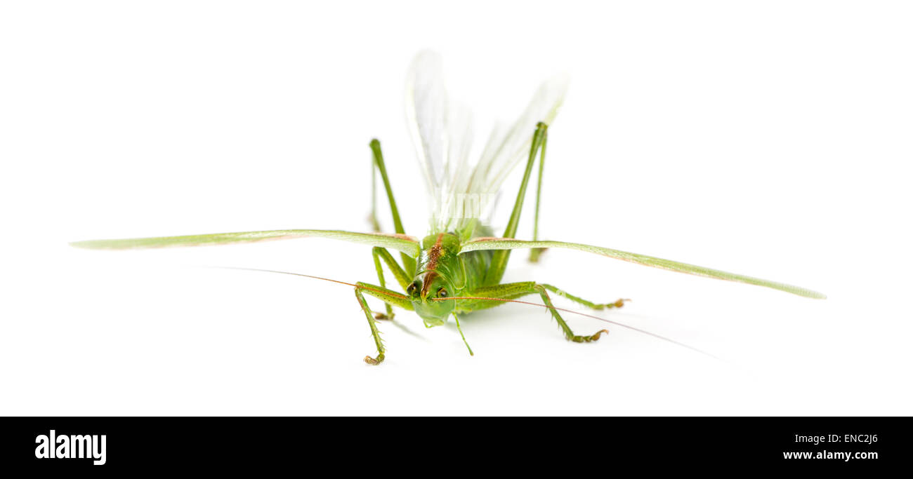 Femmina verde grande Bush-Cricket, Ettigonia viridissima davanti a uno sfondo bianco Foto Stock
