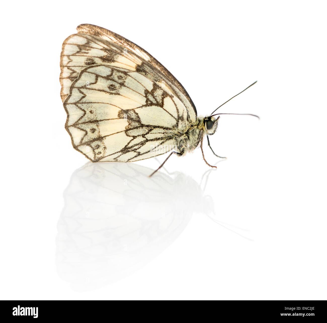 In marmo bianco, butterfly Melanargia galathea davanti a uno sfondo bianco Foto Stock
