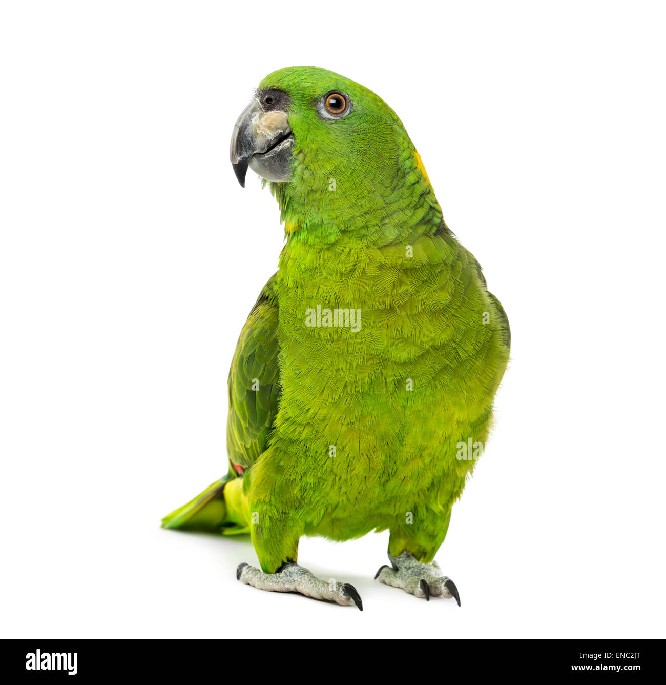 Giallo-naped amazon, Amazona auropalliata, di fronte a uno sfondo bianco Foto Stock