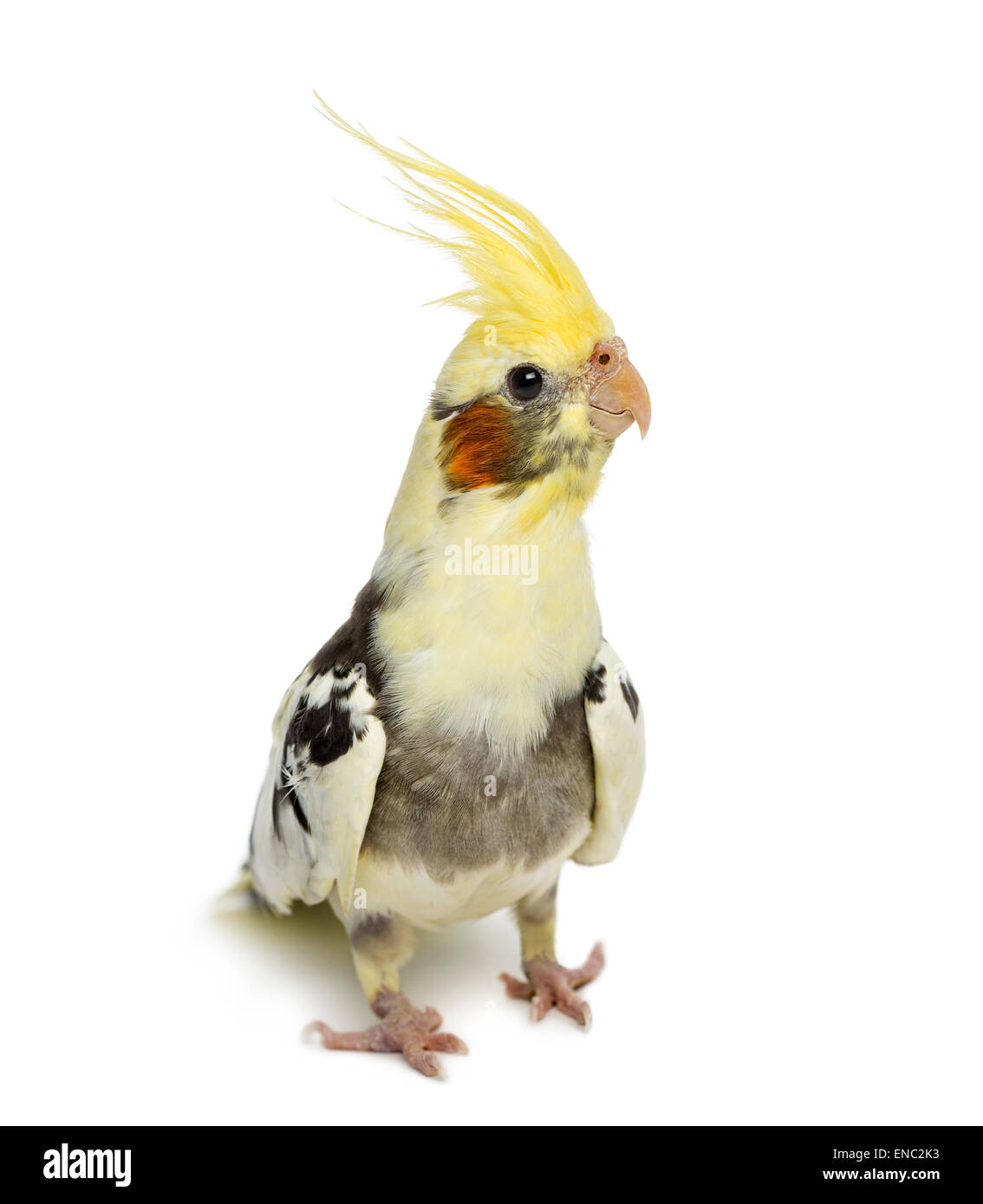 Cockatiel, Nymphicus hollandicus, di fronte a uno sfondo bianco Foto Stock