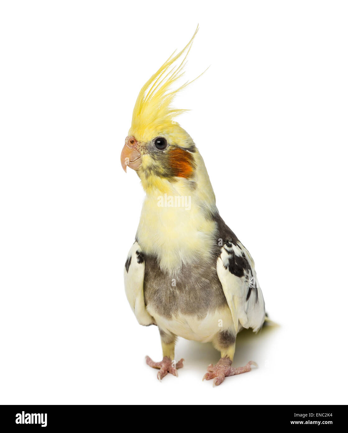 Cockatiel, Nymphicus hollandicus, di fronte a uno sfondo bianco Foto Stock