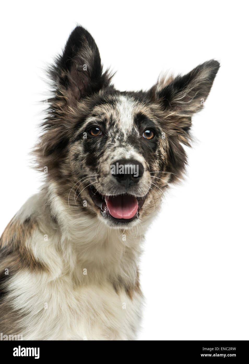 Border Collie (4 anni) davanti a uno sfondo bianco Foto Stock