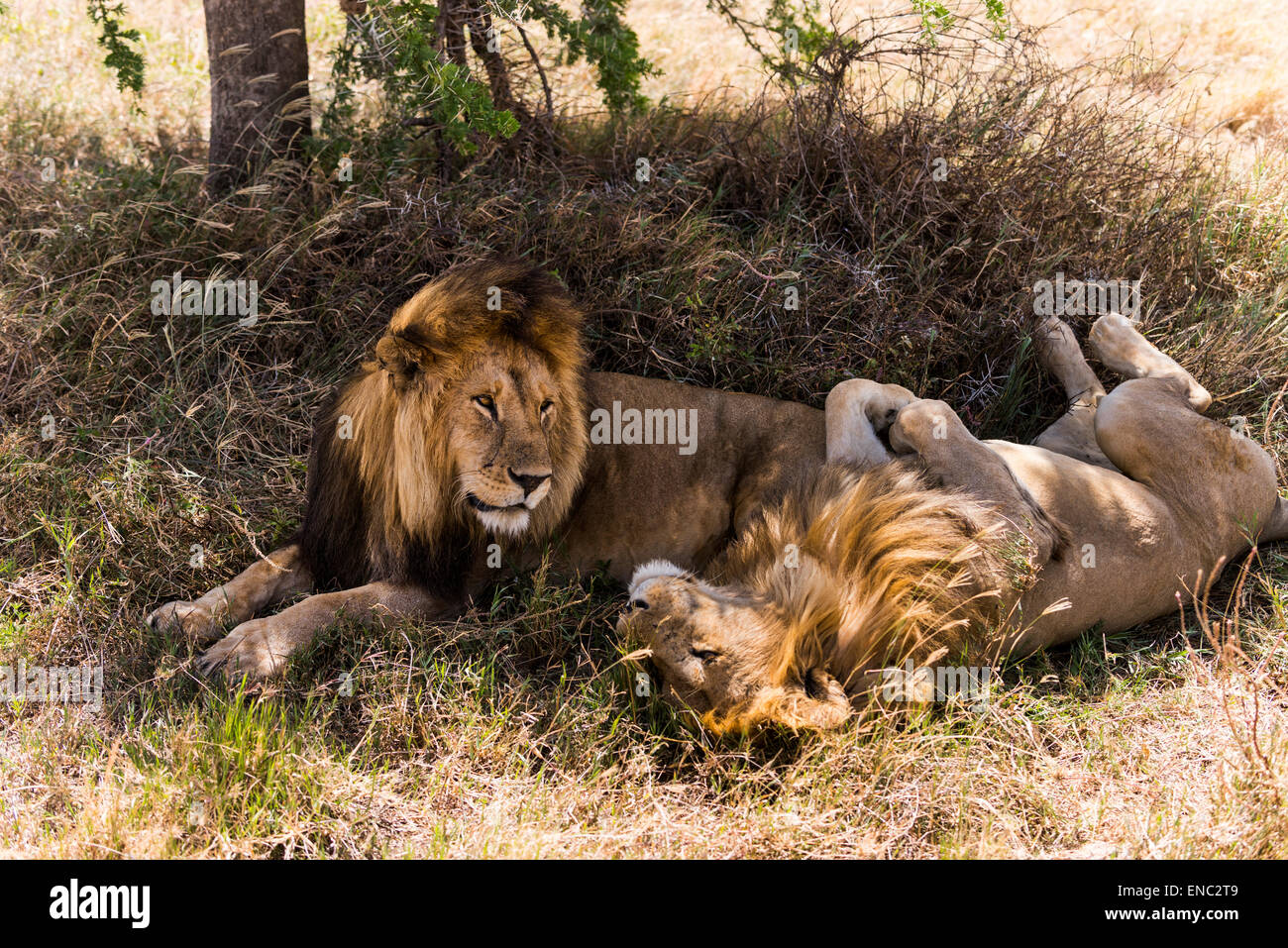 Due leoni giacente insieme, Serengeti, Tanzania Africa Foto Stock