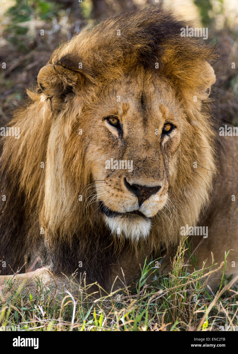 Close-up di un leone, Serengeti, Tanzania Africa Foto Stock
