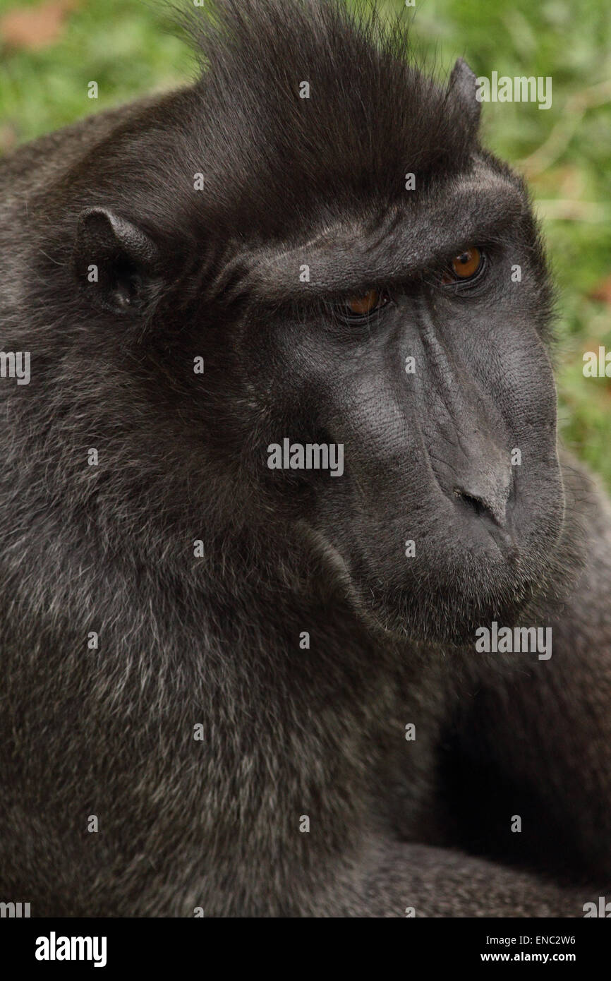 Sulawesi macaco crestato. Foto Stock