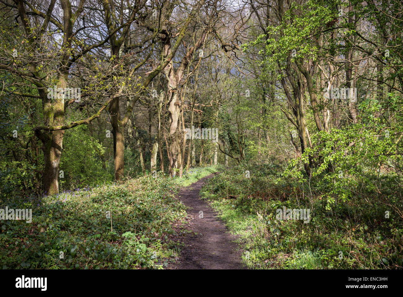 Il sentiero attraverso un bosco inglese in primavera Foto Stock