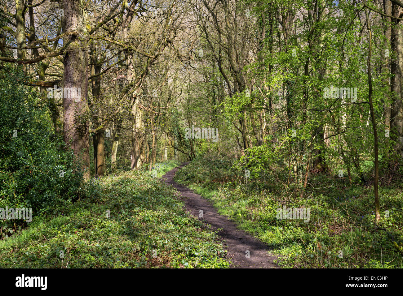 Il sentiero attraverso un bosco inglese in primavera Foto Stock