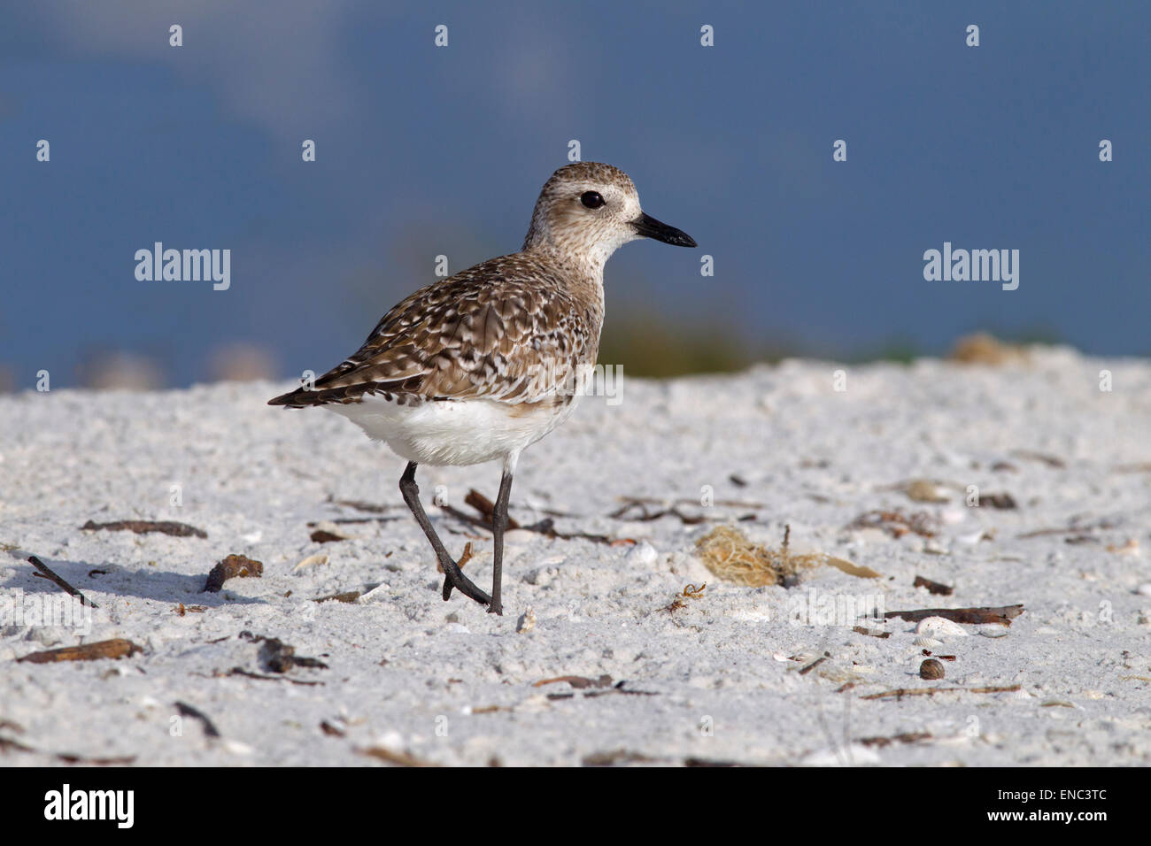 Grey Plover Pluvialis squatarola alimentazione foreshore sulla costa del Golfo della Florida USA Foto Stock